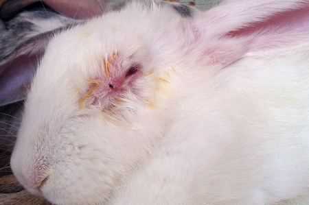 Лечение заразных болезней у кроликов: миксоматоз, ринит, мастит, стоматит, кокцидиоз