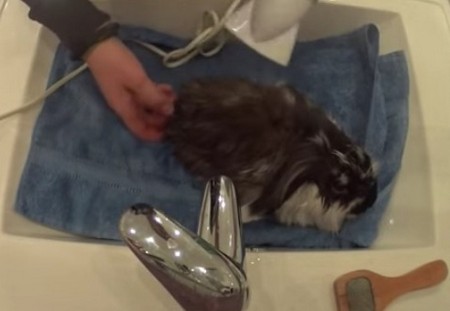 Можно ли мыть декоративных кроликов и как это делать