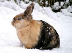 Нужно ли утеплять клетки кроликов в зиму