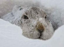 Нужно ли утеплять клетки кроликов на зиму и чем
