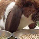 Как сделать ускоритель роста для кроликов