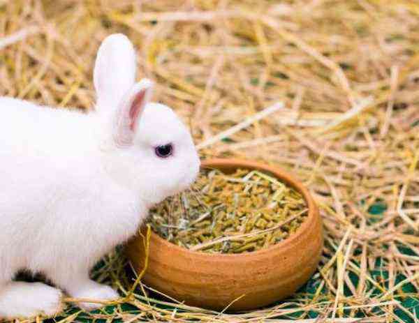 Как сделать ускоритель роста для кроликов