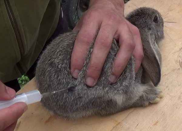 Когда и от чего стоит вакцинировать кроликов?