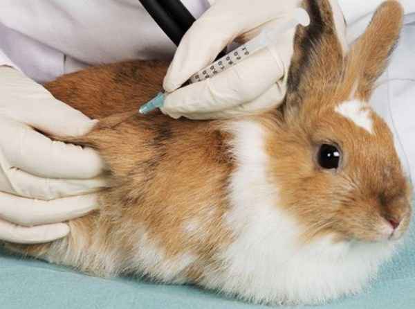 В каких случаях вакцинация кроликов не помогает?