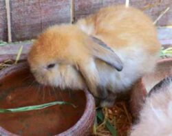 Как уберечь кроликов от теплового удара в летнюю жару