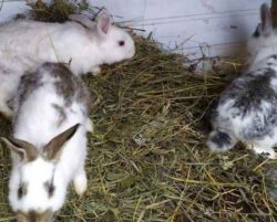 Что нужно знать об окролах у кроликов, что можно делать, а что нет?