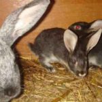 Что нужно знать об окролах у кроликов