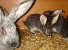 Что нужно знать об окролах у кроликов, что можно делать, а что нет?