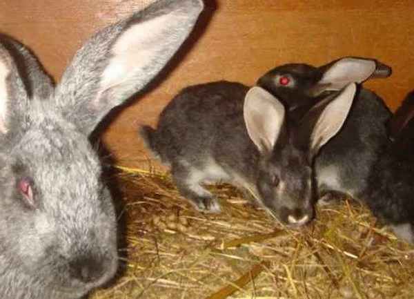 Что нужно знать об окролах у кроликов