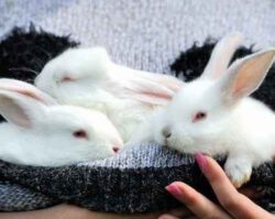 Как выкормить крольчат без крольчихи - чем кормить и как ухаживать