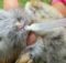 Как выкормить крольчат без крольчихи - чем кормить и как ухаживать