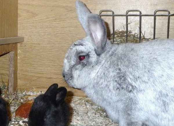 Крольчиха съела крольчат. В чем причина, что делать?