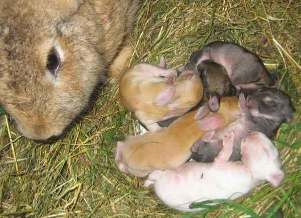 Что делать, если крольчиха родила, чтобы сохранить потомство