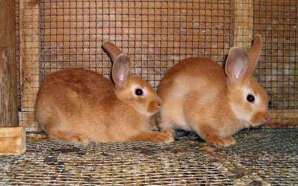 Лакомства для кролика - какие вкусняшки можно давать кроликам