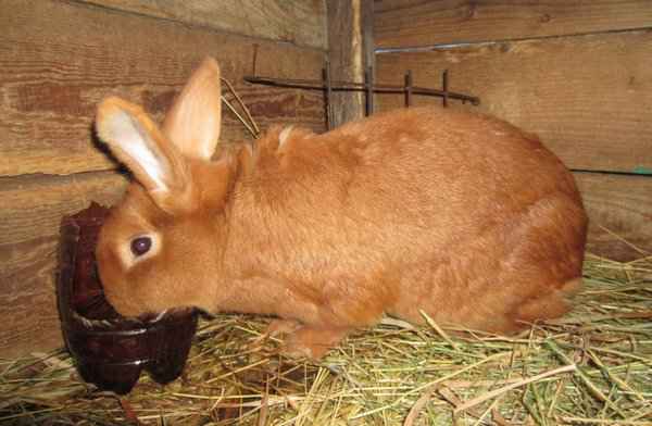 Что нужно знать перед кормлением кроликов