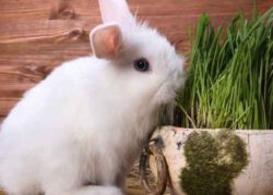 Чем кормить карликового кролика - что можно, а что нельзя