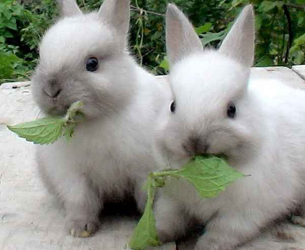 Рацион питания карликового кролика