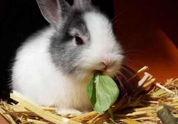 Что нельзя давать карликовым кроликам