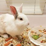 Чем кормить карликового кролика