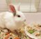 Чем кормить карликового кролика - что можно, а что нельзя