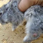 Чем лечить кишечную инфекцию у кроликов