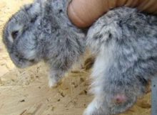 Колибактериоз: чем лечить кишечную инфекцию у кроликов