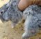 Колибактериоз: чем лечить кишечную инфекцию у кроликов