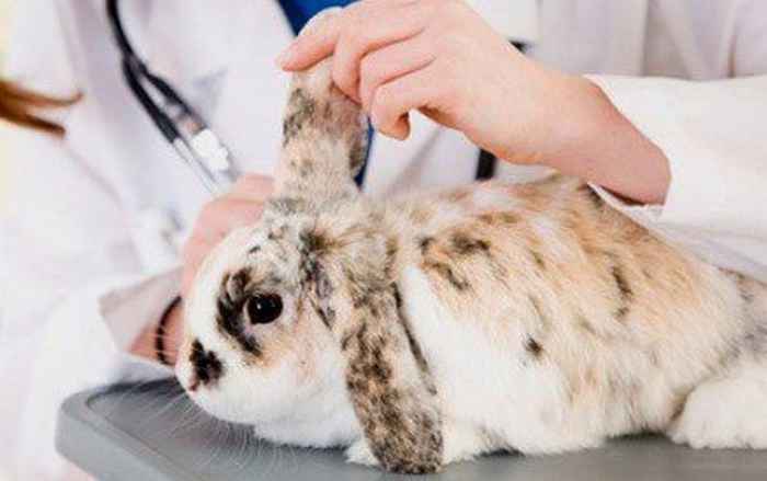 Колибактериоз у кроликов - что это такое и как лечить кишечную инфекцию
