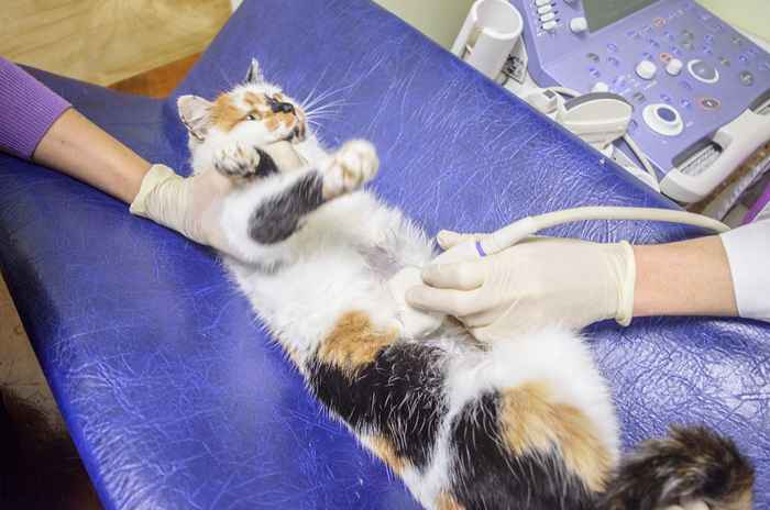 Подготовка кошек и собак к УЗИ диагностике
