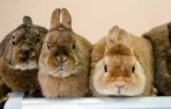 Породы декоративных кроликов