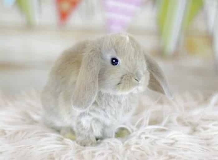 Вислоухий декоративный кролик - карликовый баран