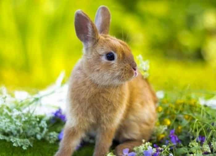Декоративная порода кроликов - цветной кролик