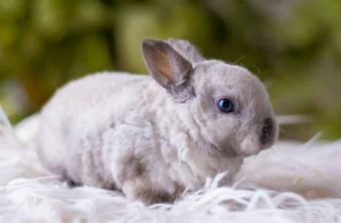 Декоративный кролик карликовый Рекс