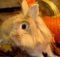 Породы декоративных кроликов: фото с названиями и описанием