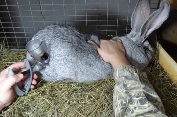 Как применять Байтрил для кроликов