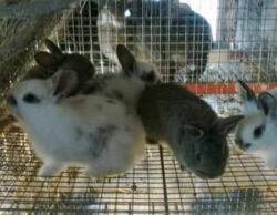 Байтрил для кроликов: инструкция по применению антибиотика