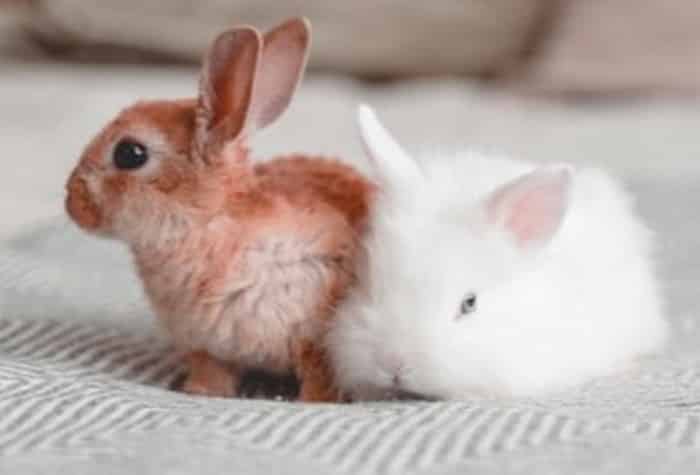 Кролики чихают в жару и не только, что делать, чем лечить