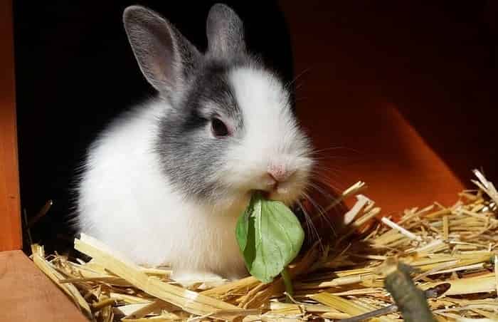 Почему кролики чихают, что делать, чем лечить
