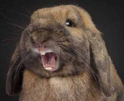 Болеют ли кролики бешенством: симптомы и признаки болезни