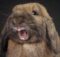 Болеют ли кролики бешенством: симптомы и признаки болезни