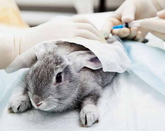 Болеют ли кролики бешенством?