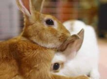 В каком возрасте кролики начинают размножаться
