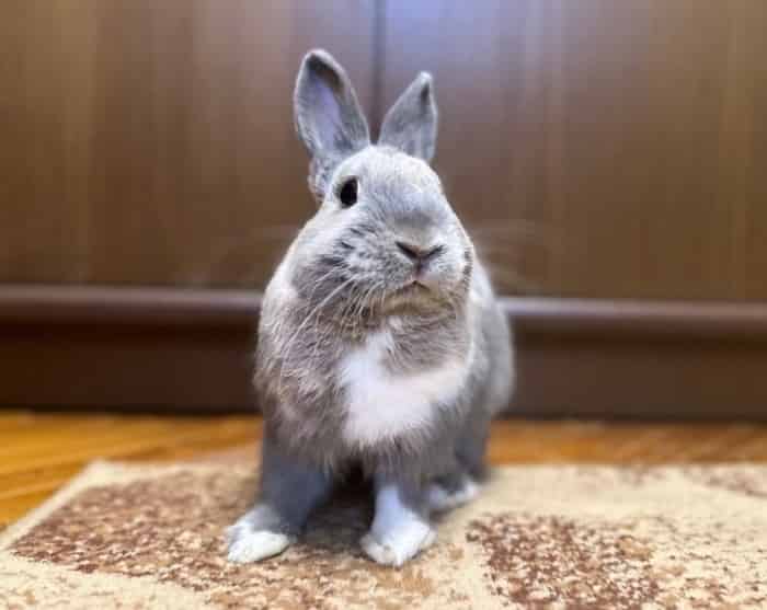 Оптимальный возраст кроликов для первой вязки