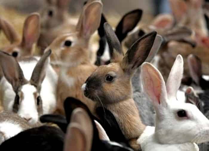 Семейство новых кроликов от одной самки за год