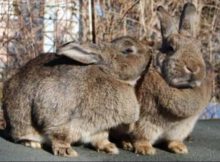 Случка кроликов: как правильно размножать, первая вязка, возраст