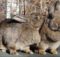 Случка кроликов: как правильно размножать, первая вязка, возраст