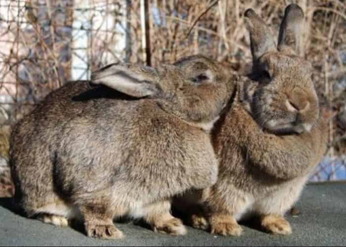 Подготовка кроликов к размножению